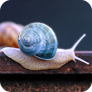 Snail Wallpaper