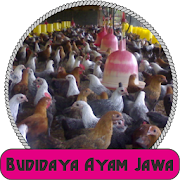 Budidaya Ayam Jawa  Icon