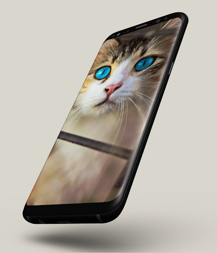 Cat Wallpapers Screen 2