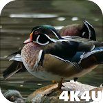 Cover Image of Download 4K Colorful Ducks Video Live W  APK