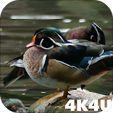 4K Colorful Ducks Video Live Wallpaper icon
