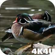 4K Colorful Ducks Video Live Wallpaper