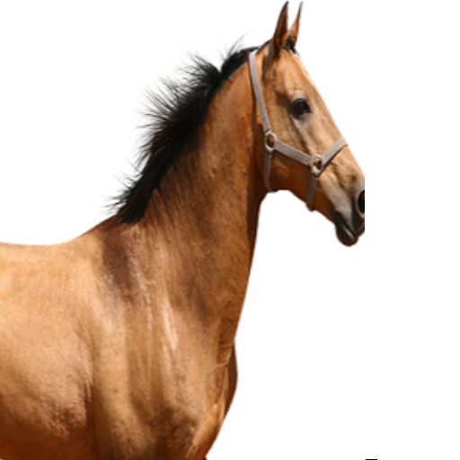 Horse Sound