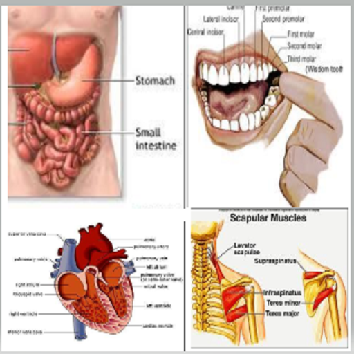 Biology Notes With Pictures logo