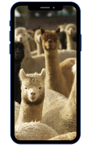 Alpaca Wallpapers Screen 2