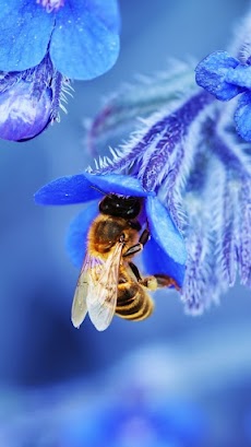 Bee Wallpapersのおすすめ画像2