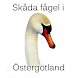 Skåda fågel i Östergötland