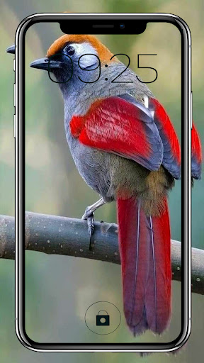 Bird Wallpapers Screen 3