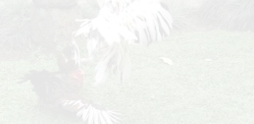 Jago Bangkok Wallpaper Full HD