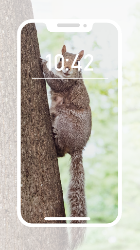 Squirrel Wallpapers