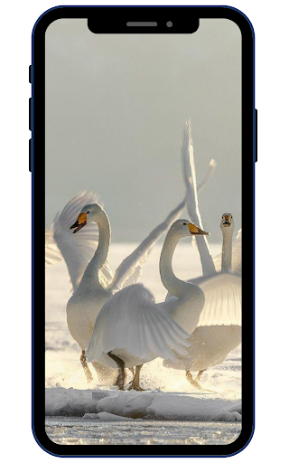 Swan Wallpapers Screen 2