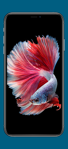 Aquarium Betta Fish Wallpaper Screen 3