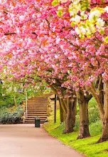 Featured image of post The Best 13 Flores Primavera Paisajes Fondos De Pantalla Para Iphone