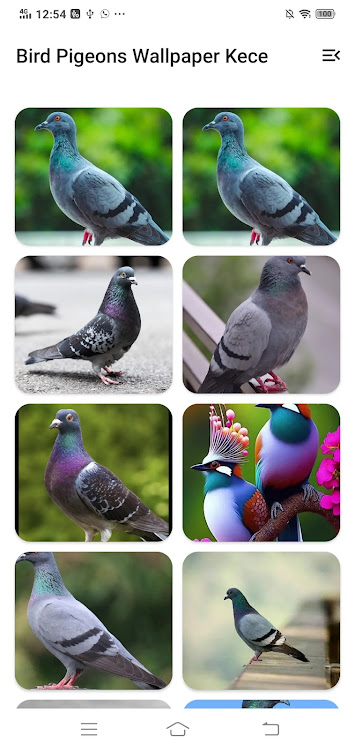 Bird Pigeons Wallpaper Kece - 1.0 - (Android)