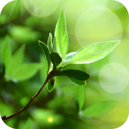 Spring Buds Live Wallpaper logo