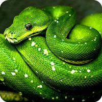 Green Wallpaper