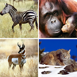 Animals puzzle  -  Kids game icon