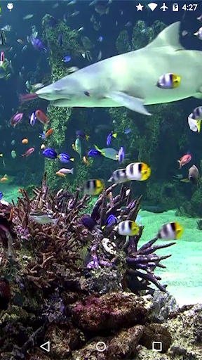 Android application Video Wallpaper: Aquarium screenshort
