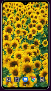 Imágen 4 Sunflower Wallpaper android
