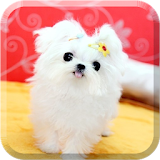 강아지노트 (애견수첩,강아지관리) icon