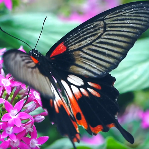 real butterfly wallpaper logo