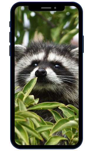 Android application Raccoon Wallpapers screenshort