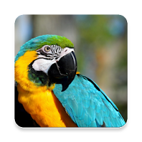 Macaw Bird Sound Collections
