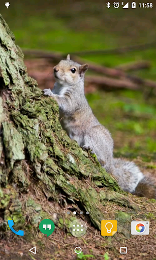 Squirrel Live Wallpaper Screen 3