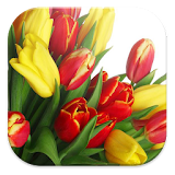 tulips live wallpapers free HD icon