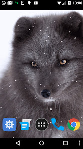 black wolf wallpaper 1.006 APK + Mod (Free purchase) for Android