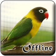 Masteran Lovebird Kusumo Offline