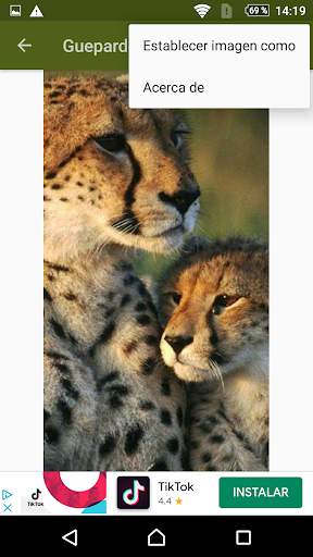 Guepardos fondos de pantalla y wallpaper HD