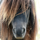 shetland pony wallpaper icon