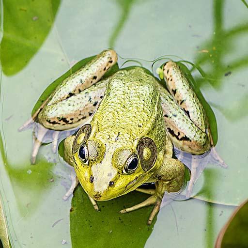 Frog Sounds Ringtone Alarm Notification Sound Google Play のアプリ