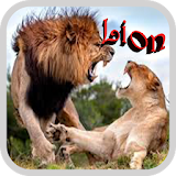 Nature Lion Wallpaper icon