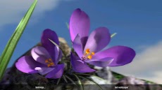Nature Live ❁ Spring Flowers 3のおすすめ画像4
