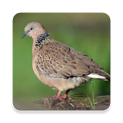 Appp.io - Spotted dove sounds