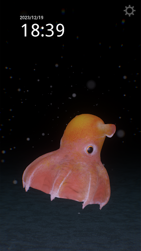 メンダコ：深海観察