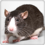 Cover Image of डाउनलोड Rat and Mouse Sounds and Ringtone Audio 4.0.0 APK