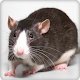 Rat and Mouse Sounds and Ringtone Audio Download on Windows