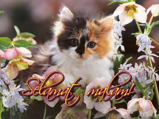 Android application Selamat malam! screenshort