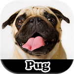 Cover Image of Download Pug Stickers  APK