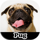Figurinhas de Pug - WAStickerApps icon