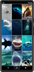 Shark Wallpapers