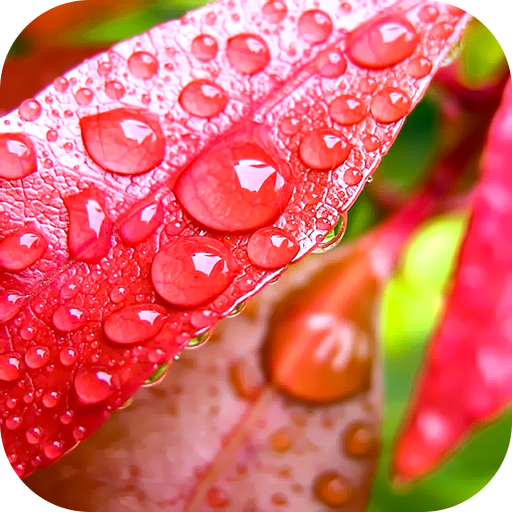 Rain Wallpaper 2024 for  Android – Latest Version & Features app icon