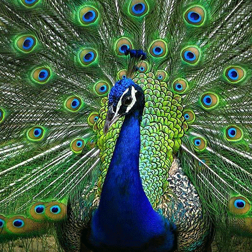 Peacock Wallpaper Hd Google Play 上的应用