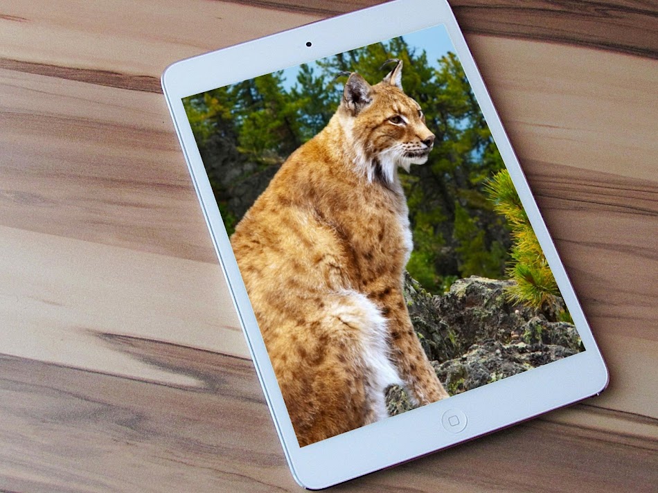 #9. Lynx Wallpapers (Android) di: Wallpaper Fountain