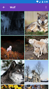 Arctic Wolf, Wolf Wallpapers 1.0.7 APK screenshots 5