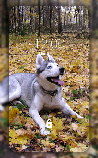 Husky wallpaper