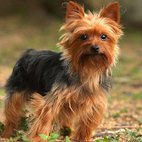 Yorkshire Terriers Jigsaw Game icon